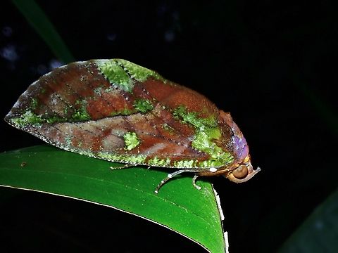 Fruit-Piercing Moth - Eudocima mionopastea  Eudocima mionopastea,Fruit-Piercing Moth,Malaysia,Moth,MothWeek2023,Pahang