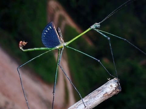 Stick Insect/Phasmid - Laevediacantha bresseeli Newly described in 2016, named after a Taxonomist friend from Belgium Joachim Bresseel Laevediacantha bresseeli,Malaysia,Phasmatodea,Phasmid,Phasmida,Sabah,Stick Insect