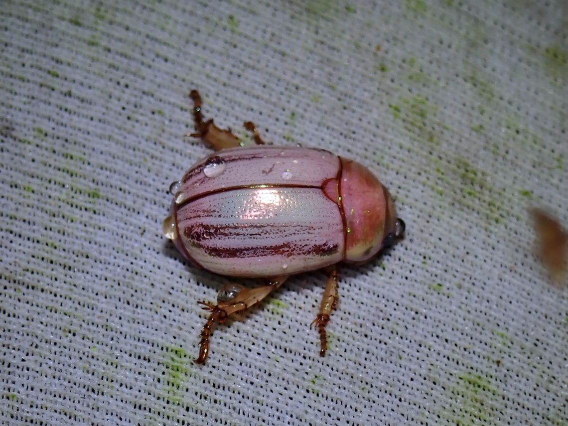 Shining Leaf Chafer - Mimela uenoi Supposedly rarely photographed, probably or likely overlooked as this Beetle looks similar at a glance to the very common Mimela insularis which was seen in big numbers at the light trap. Beetle,Leaf Chafer,Malaysia,Mimela uenoi,Sabah,Shining Leaf Chafer