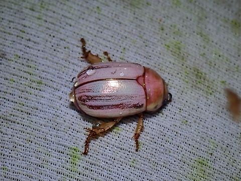 Shining Leaf Chafer - Mimela uenoi Supposedly rarely photographed, probably or likely overlooked as this Beetle looks similar at a glance to the very common Mimela insularis which was seen in big numbers at the light trap. Beetle,Leaf Chafer,Malaysia,Mimela uenoi,Sabah,Shining Leaf Chafer