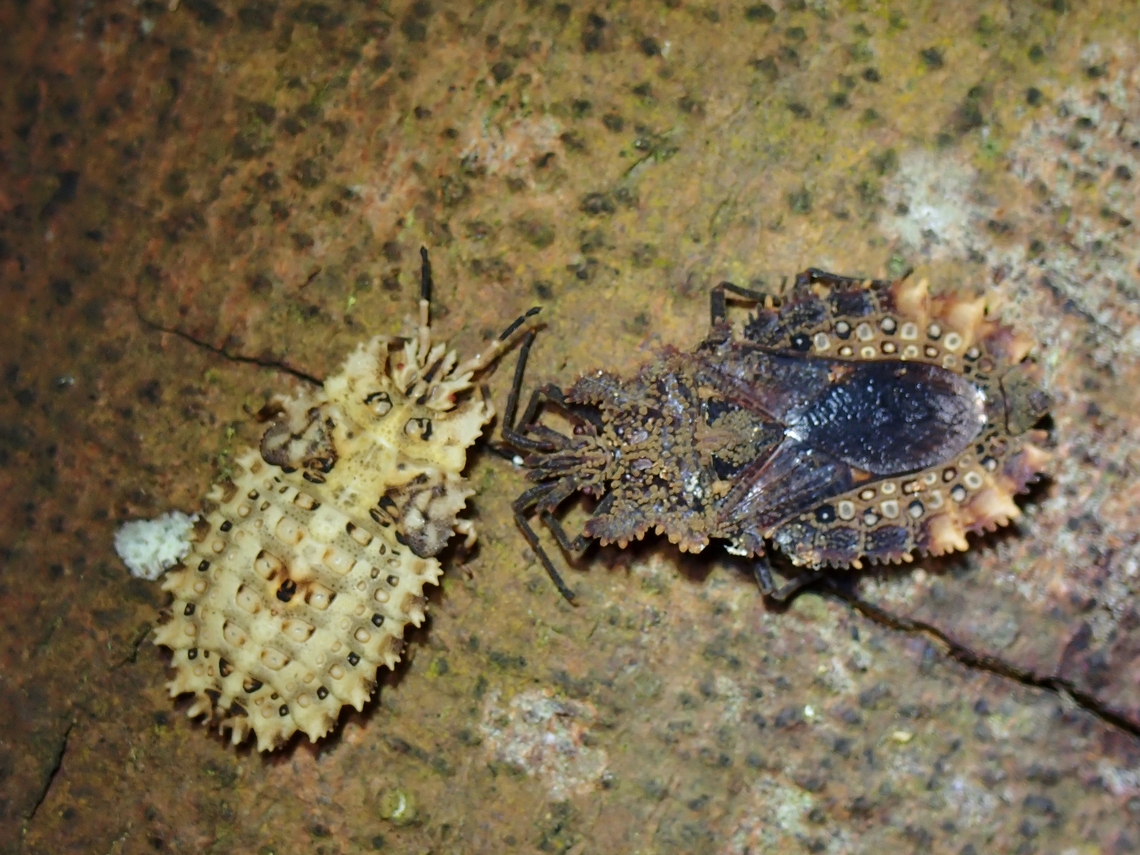 Flat Bug - Acantharadus quaternarius Had originally thought this is an Assassin Bug, so was pleasantly surprised to get an ID and is a Flat Bug, seems to be a rare find too.  Saw several of them, and then noticed that the specimen on the right (darker colour) is already adult and the specimen on the left (lighter colour) is a sub-adult.  Have another picture with 2 adults with 1 sub-adult, and I gather the sub-adult is a female and the adults were likely males, waiting for the female to emerge as adult.  Saw them for 3 days at the same tree trunk and then on the 4th day, all of them were gone, probably moved away after the female is adult and have mated. Acantharadus quaternarius,Flat Bug,Malaysia,Pahang