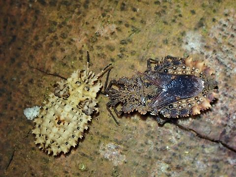 Flat Bug - Acantharadus quaternarius Had originally thought this is an Assassin Bug, so was pleasantly surprised to get an ID and is a Flat Bug, seems to be a rare find too.  Saw several of them, and then noticed that the specimen on the right (darker colour) is already adult and the specimen on the left (lighter colour) is a sub-adult.  Have another picture with 2 adults with 1 sub-adult, and I gather the sub-adult is a female and the adults were likely males, waiting for the female to emerge as adult.  Saw them for 3 days at the same tree trunk and then on the 4th day, all of them were gone, probably moved away after the female is adult and have mated. Acantharadus quaternarius,Flat Bug,Malaysia,Pahang