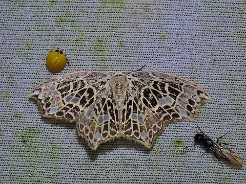 Hooktip Moth - Hyalospectra pustularia  Hooktip Moth,Hyalospectra pustularia,Malaysia,Moth,MothWeek2023,Sabah