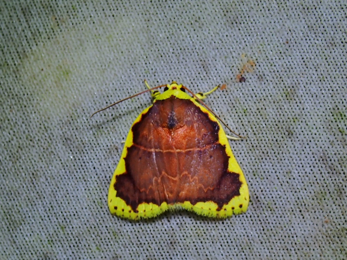 Tufted Moth - Chandica radula  Chandica radula,Malaysia,Moth,MothWeek2023,Sabah,Tufted Moth