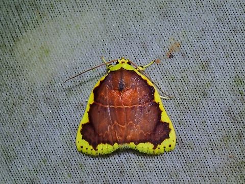 Tufted Moth - Chandica radula  Chandica radula,Malaysia,Moth,MothWeek2023,Sabah,Tufted Moth