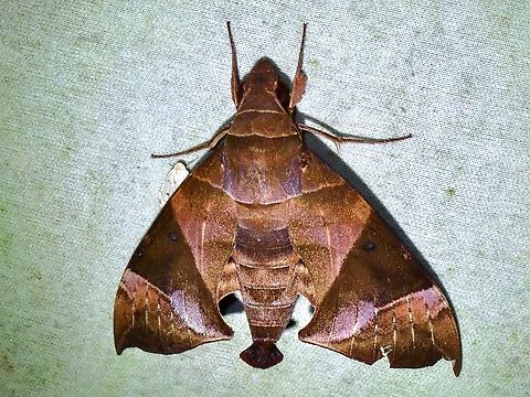 Hawkmoth - Eurypteryx alleni  Eurypteryx alleni,Hawkmoth,Malaysia,Moth,MothWeek2023,Sabah