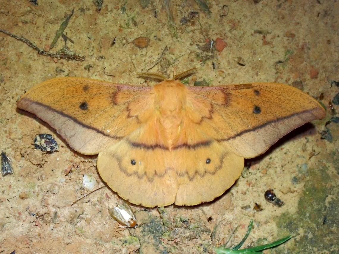 Emperor Moth - Cricula bornea  Cricula bornea,Emperor Moth,Malaysia,Moth,MothWeek2023,Sabah