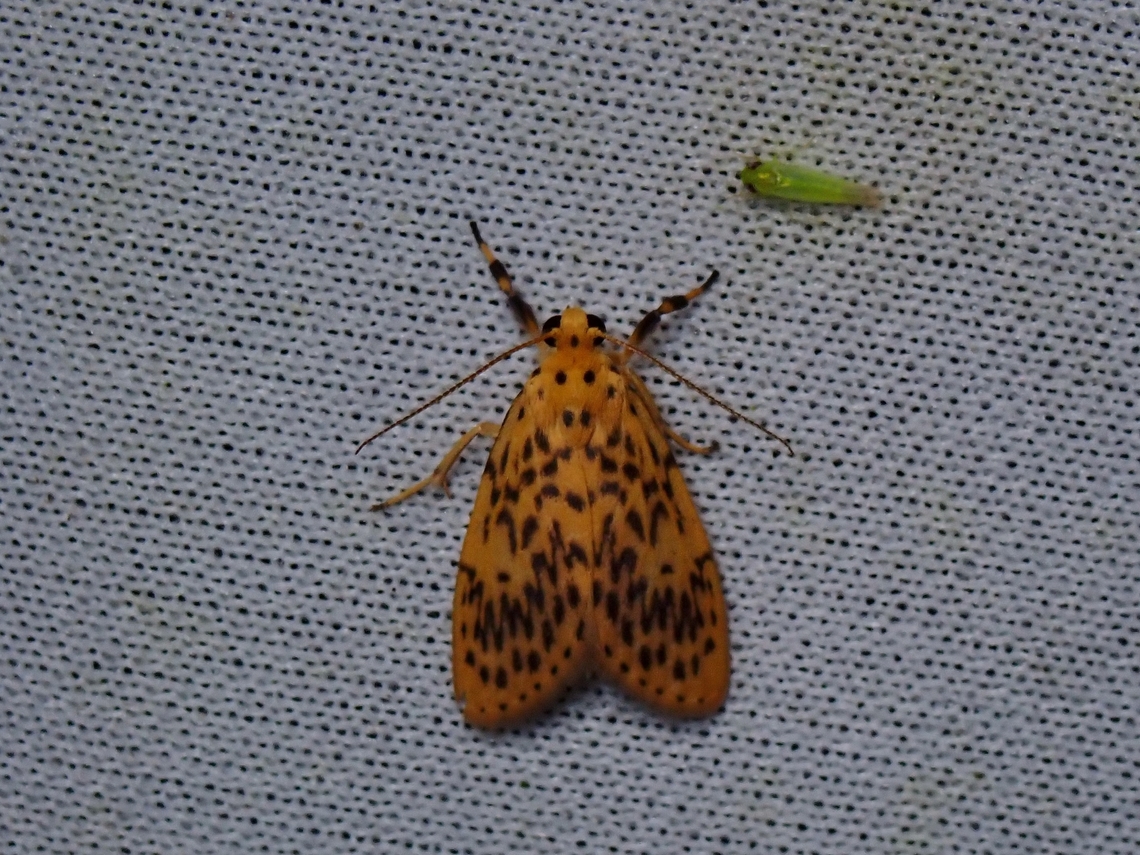 Lichen Moth - Miltochrista fusciramorum  Lichen Moth,Malaysia,Miltochrista fusciramorum,Moth,MothWeek2023,Sabah