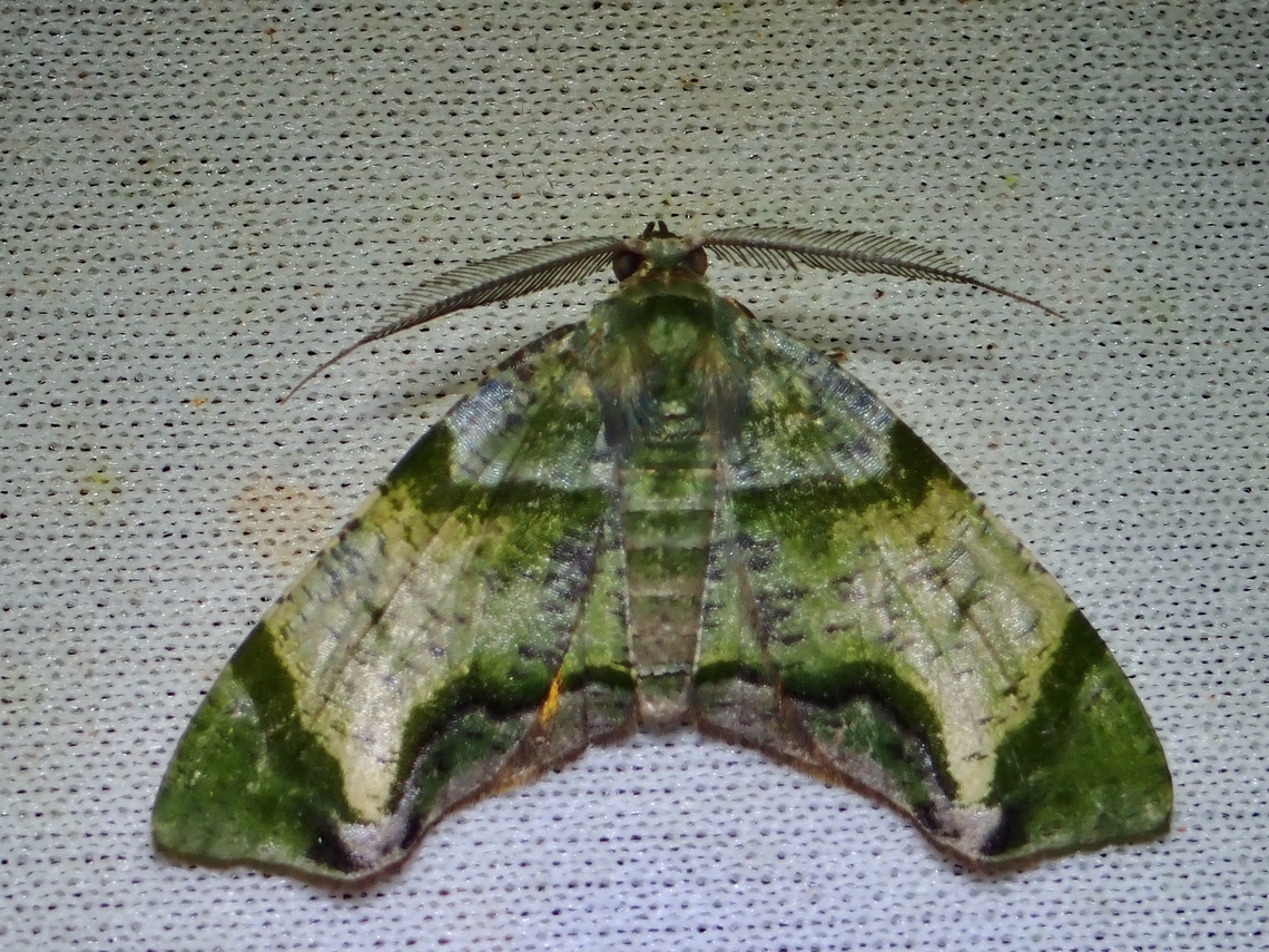 Moth - Achrosis recitata  Achrosis recitata,Malaysia,Moth,MothWeek2023,Sabah