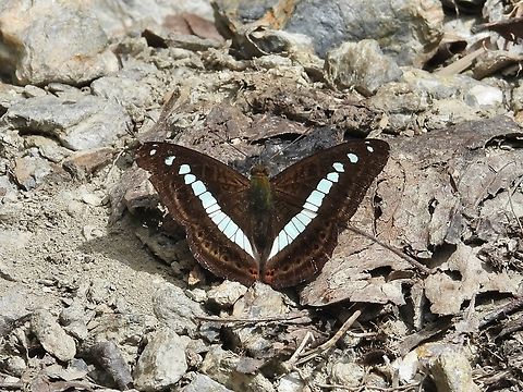 Green Commodore - Sumalia daraxa            Butterfly,Commodore,Green Commodore,Malaysia,Sabah,Sumalia daraxa