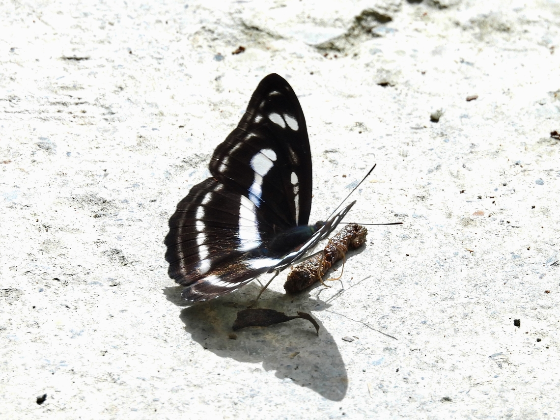Eating Shit!            Athyma selenophora,Butterfly,Malaysia,Sabah,Staff Sergeant