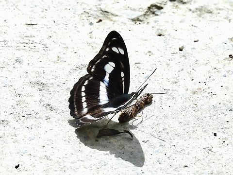 Eating Shit!            Athyma selenophora,Butterfly,Malaysia,Sabah,Staff Sergeant