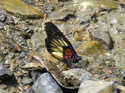 Malayan Jezebel - Delias ninus Butterfly,Delias ninus,Jezebel,Malayan Jezebel,Malaysia,Sabah