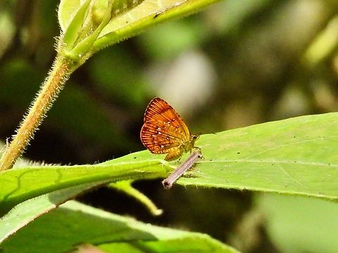 Moth - Callidula sakuni            Callidula sakuni,Malaysia,Moth,MothWeek2023,Sabah