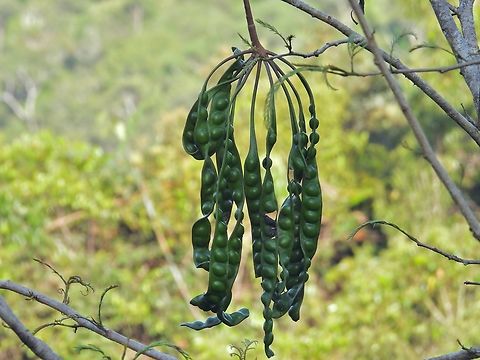 Stinky but Yummy(?)            Malaysia,Parkia speciosa,Sabah,Stink Bean