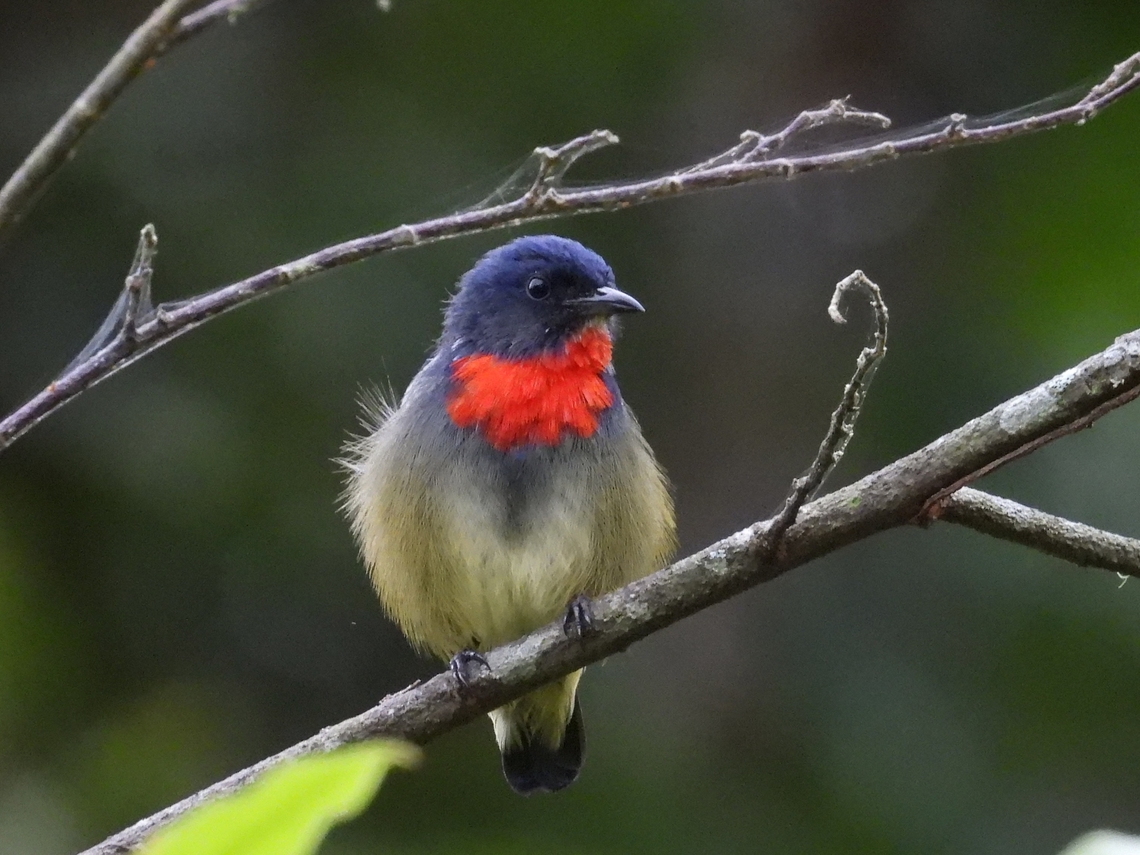 Black-Sided Flowerpecker - Dicaeum monticolum            Bird,Black-Sided Flowerpecker,Dicaeum monticolum,Flowerpecker,Malaysia,Sabah