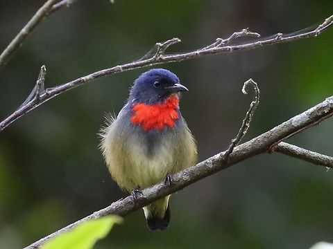 Black-Sided Flowerpecker - Dicaeum monticolum Bird,Black-Sided Flowerpecker,Dicaeum monticolum,Flowerpecker,Malaysia,Sabah
