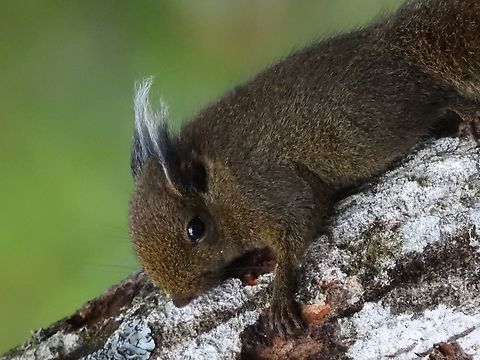 Tufted Pygmy Squirrel - Exilisciurus whiteheadi            Exilisciurus whiteheadi,Malaysia,Pygmy Squirrel,Sabah,Squirrel,Tuffted Pygmy Squirrel
