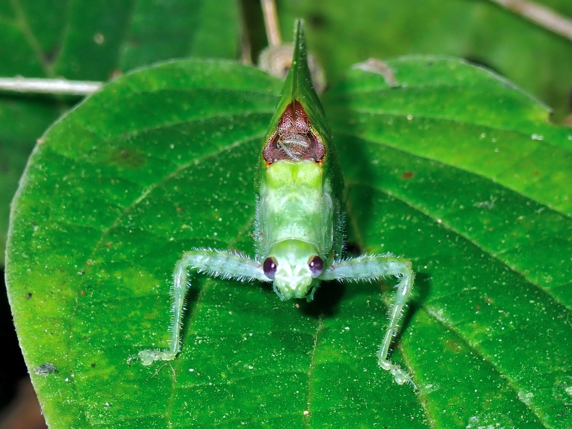 Katydid - Arnobia pilipes tropica  Arnobia pilipes,Arnobia pilipes tropica,Katydid,Malaysia,Pahang