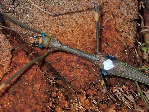 Yet to be described! This species, Marmessoidea poggii was described in 2017 based on a female specimen.  Male of this species has yet to be described.  Picture shows a male of the species. Malaysia,Marmessoidea poggii,Phasmatodea,Phasmid,Phasmida,Sabah,Stick Insect