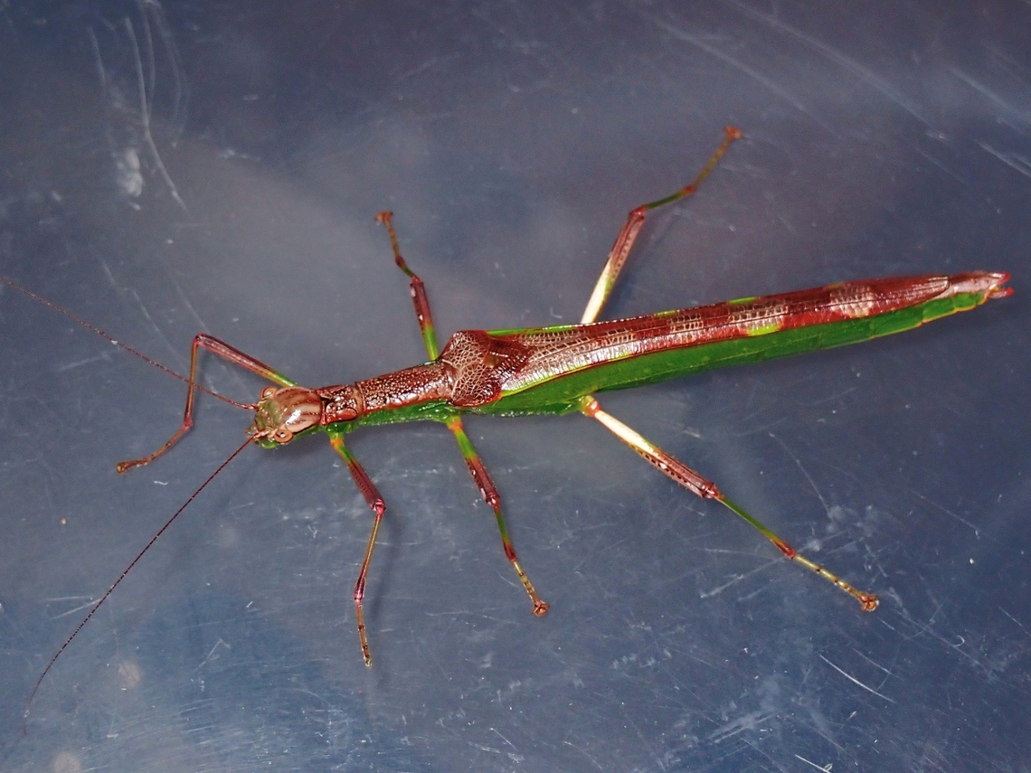 Stick Insect/Phasmid - Kalocorinnis pulchella  Kalocorinnis pulchella,Malaysia,Phasmatodea,Phasmid,Phasmida,Sabah,Stick Insect