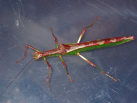 Stick Insect/Phasmid - Kalocorinnis pulchella  Kalocorinnis pulchella,Malaysia,Phasmatodea,Phasmid,Phasmida,Sabah,Stick Insect