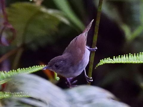 Brown Fulvetta - Alcippe brunneicauda            Alcippe brunneicauda,Bird,Brown Fulvetta,Malaysia,Sabah