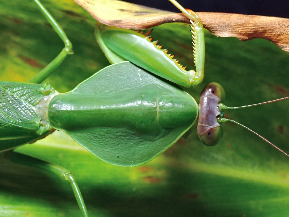 Praying Mantis - Rhombodera valida  Malaysia,Mantis,Praying Mantis,Rhombodera valida,Sabah
