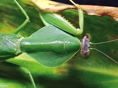 Praying Mantis - Rhombodera valida  Malaysia,Mantis,Praying Mantis,Rhombodera valida,Sabah