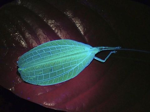 Tympanophyllum maculiventris