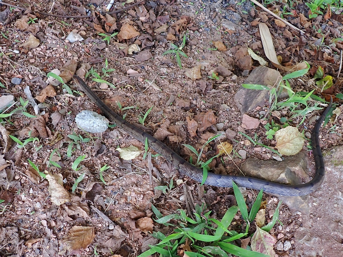 Brown Kukri Snake - Oligodon purpurascens  Brown Kukri Snake,Kukri,Kukri Snake,Malaysia,Oligodon purpurascens,Sabah,Snake