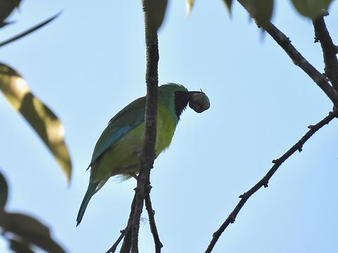 Bornean Leafbird - Chloropsis kinabaluensis            Bird,Bornean Leafbird,Chloropsis kinabaluensis,Leafbird,Malaysia,Sabah
