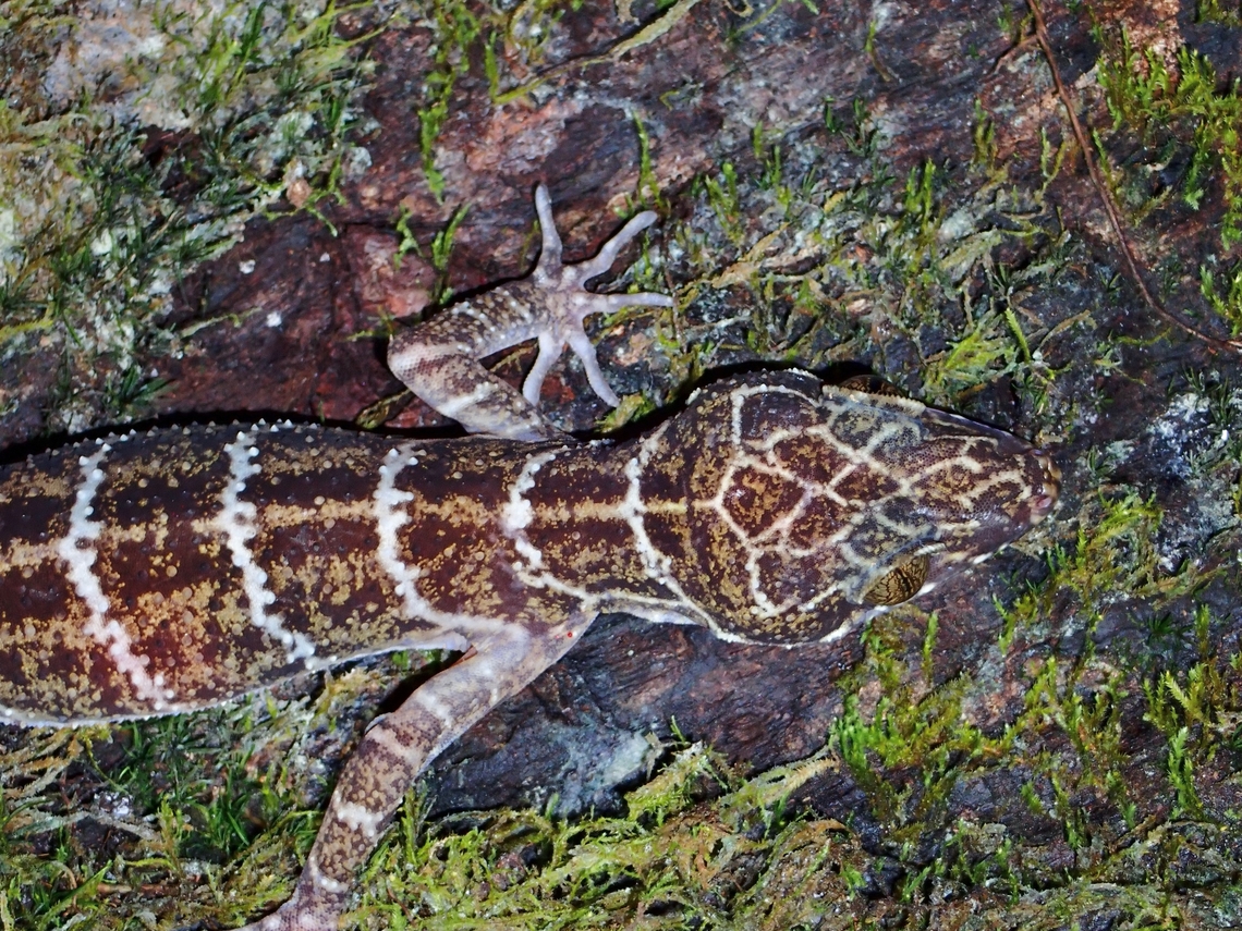 Newly described! This species was newly described earlier this year and is only documented from a specific locality of Borneo Island.<br />
The name &#039;hutan&#039; means forest in Bahasa Malaysia.<br />
Endemic to East Sarawak, to be more specific. Cyrtodactylus hutan,Gecko,Malaysia,Sarawak