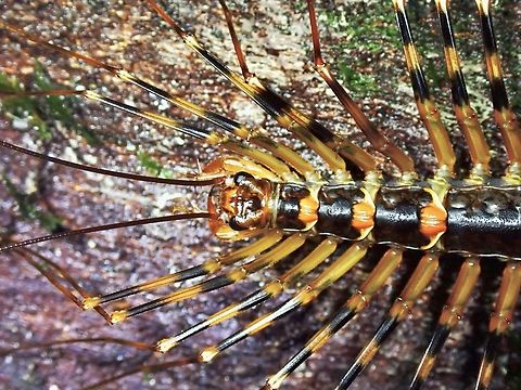 Long-Legged Centipede - Thereuopoda longicornis  Long-Legged Centipede,Malaysia,Sabah,Thereuopoda longicornis