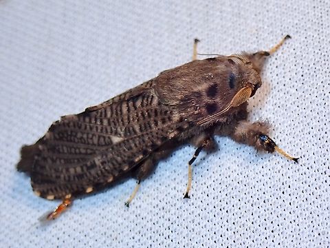 Leopard Moth - Bergaris malayica  Bergaris malayica,Leopard Moth,Malaysia,Moth,MothWeek2023,Sabah