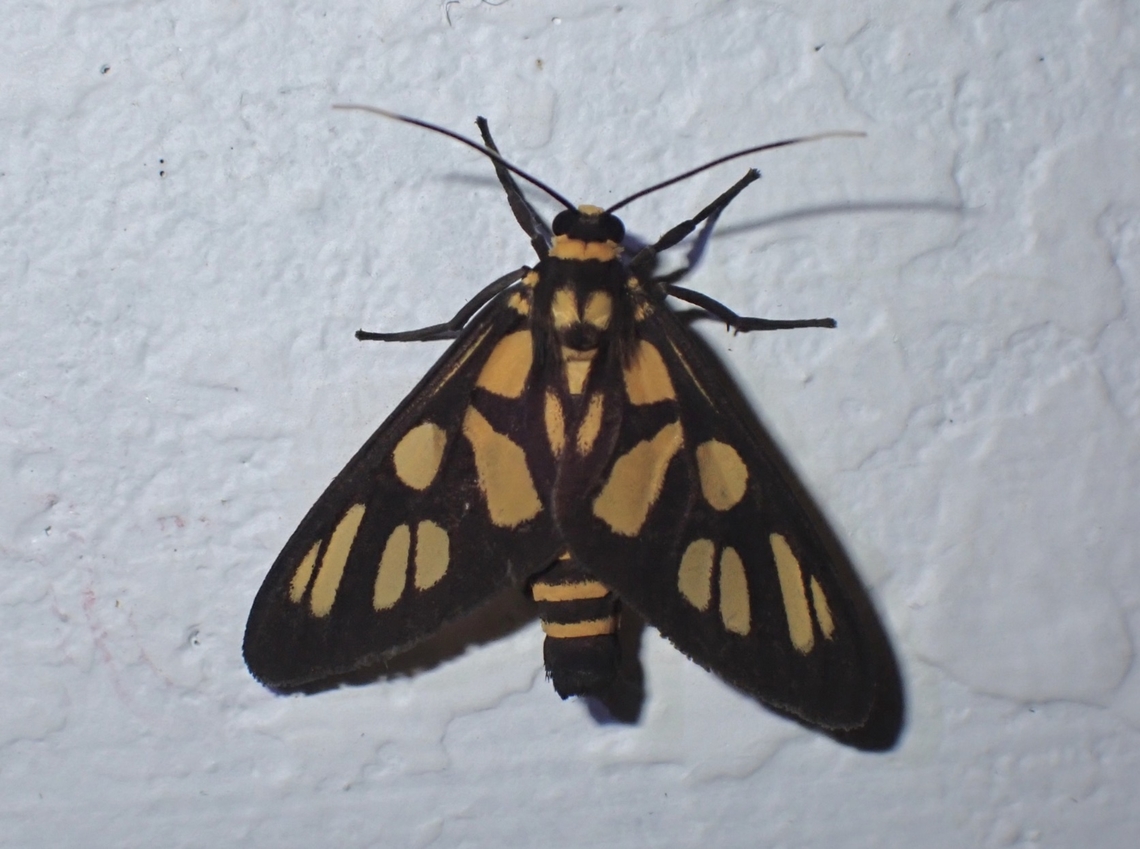 Wasp Moth - Amata egenaria  Amata egenaria,Malaysia,Moth,MothWeek2023,Sarawak,Wasp Moth