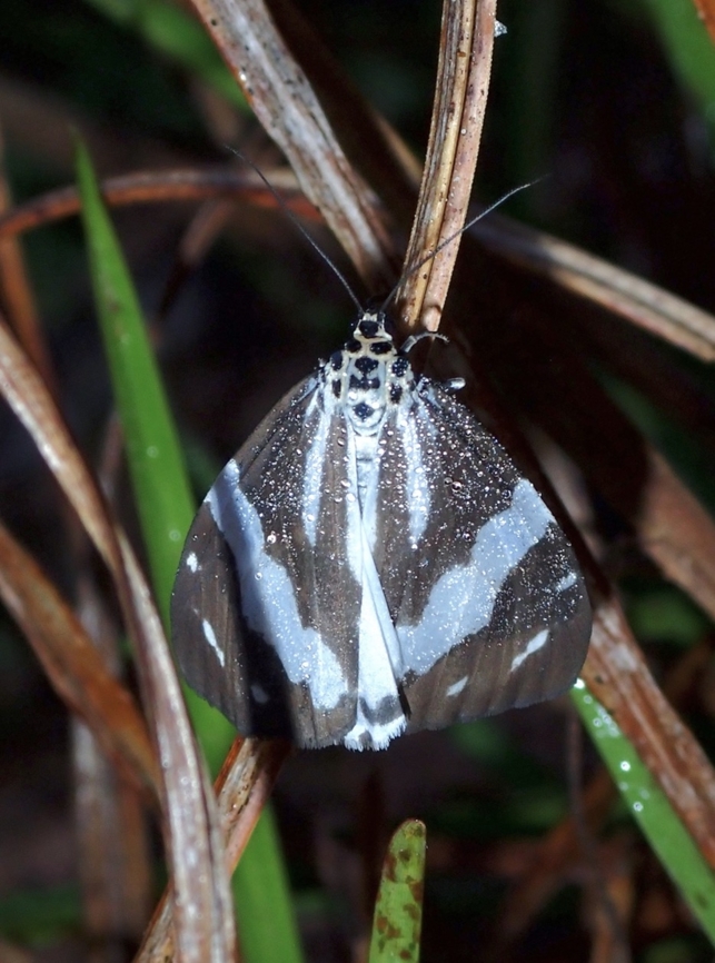 Tiger Moth - Utetheisa abraxoides  Malaysia,Moth,MothWeek2023,Sabah,Tiger Moth,Utetheisa abraxoides