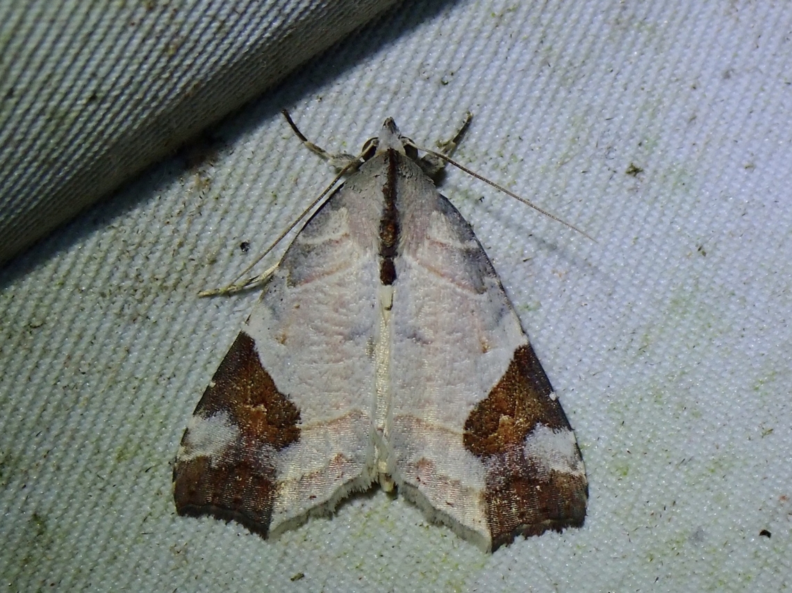 Moth - Tamba cautiperas  Malaysia,Moth,MothWeek2023,Sabah,Tamba cautiperas