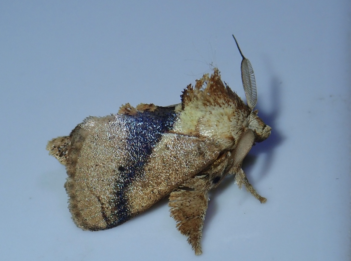 Stinging Slug Moth - Susica heringi  Malaysia,Moth,MothWeek2023,Sabah,Stinging Slug Moth,Susica heringi