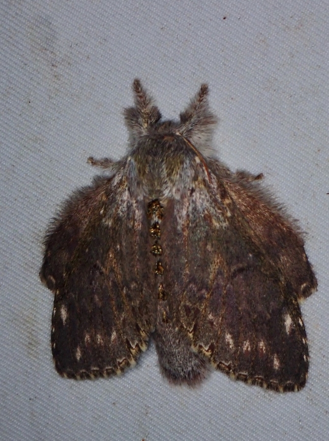 Prominent Moth - Stauropus alternus  Malaysia,Moth,MothWeek2023,Prominent Moth,Sabah,Stauropus alternus