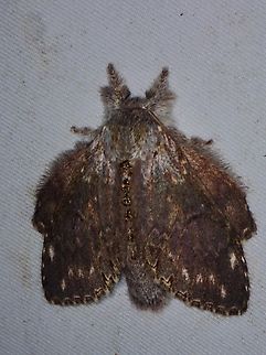 Prominent Moth - Stauropus alternus  Malaysia,Moth,MothWeek2023,Prominent Moth,Sabah,Stauropus alternus