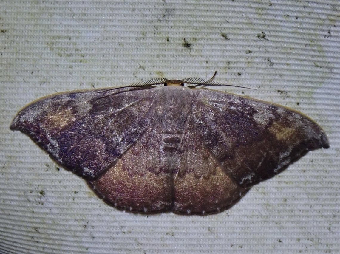 Hooktip Moth - Paralbara watsoni  Hooktip Moth,Malaysia,Moth,MothWeek2023,Paralbara watsoni,Sabah