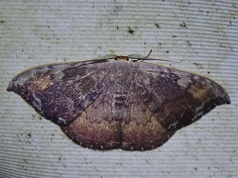 Hooktip Moth - Paralbara watsoni  Hooktip Moth,Malaysia,Moth,MothWeek2023,Paralbara watsoni,Sabah