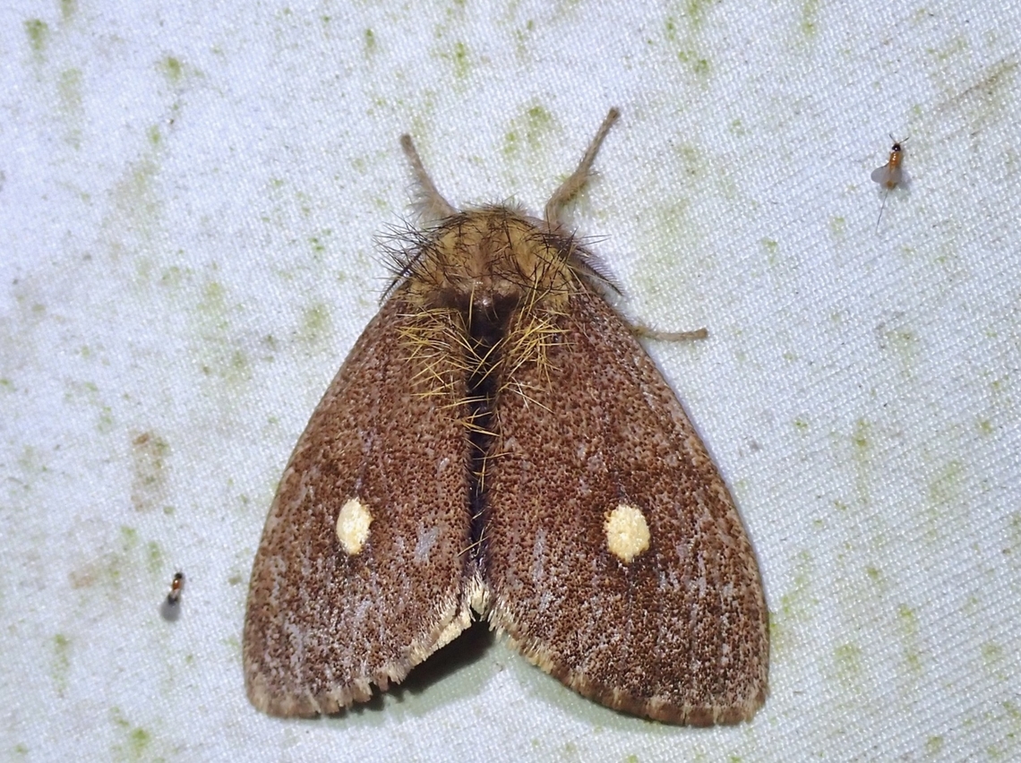 Tussock Moth - Nygmia guttulata  Malaysia,Moth,MothWeek2023,Nygmia guttulata,Sabah,Tussock Moth