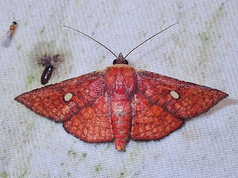Window-Winged Moth - Banisia cyclothyris  Banisia cyclothyris,Malaysia,Moth,MothWeek2023,Sabah,Window-Winged Moth