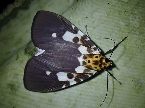 Snouted Tiger Moth - Asota kinabaluensis  Asota kinabaluensis,Malaysia,Moth,MothWeek2023,Sabah,Snouted Tiger Moth,Tiger Moth