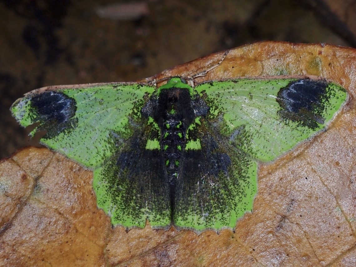 Emerald Moth - Agathia vicina Supposedly a rare sighting. Agathia vicina,Emerald Moth,Malaysia,Moth,MothWeek2023,Sabah