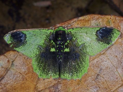 Emerald Moth - Agathia vicina Supposedly a rare sighting. Agathia vicina,Emerald Moth,Malaysia,Moth,MothWeek2023,Sabah