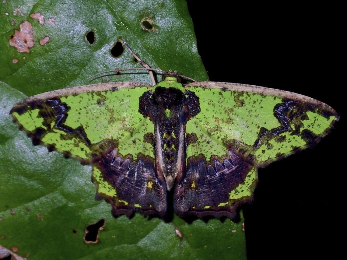 Emerald Moth - Agathia arcuata  Agathia arcuata,Emerald Moth,Malaysia,Moth,MothWeek2023,Sabah