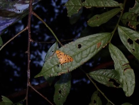 Pearl Moth - Xanthomelaena schematias  Malaysia,Moth,MothWeek2023,Pearl Moth,Penang,Xanthomelaena schematias